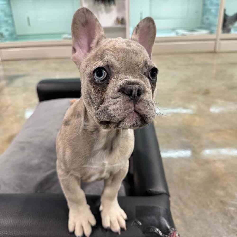 French Bulldog For Sale | Purely Puppies